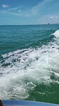 Dolfijnen jumpen uit het water (deel 1)