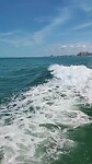 Dolfijnen jumpen uit het water (deel 2)