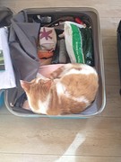 Tijgertje wil ook mee op reis!