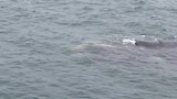 Nieuwsgierige walvis (soort walvis: the Southern Right Whale)
