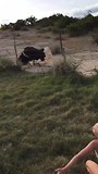 Struisvogel danst met Veere
