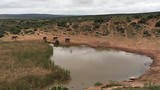 Zebra’s en olifanten bij de waterpoel (Addo Elephant Park)
