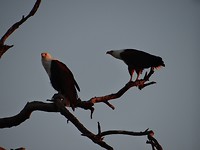 african fish eagles