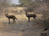 Afrikaanse wilde honden