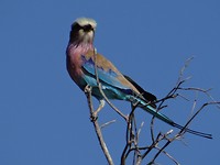 birdie kwando river