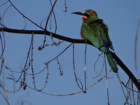 birdie kwando river