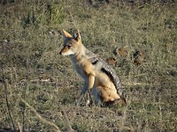 Black backed jackal
