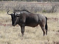 Blue wildebeast Etosha