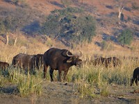 Buffels