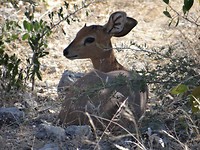 Damara dikdik