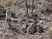 Grond eekhoorns Etosha