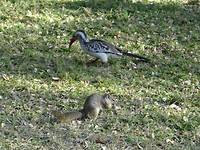 Grondeekhoorn en yellow billed horn bill Etosha