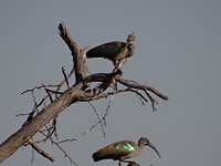 Ibis