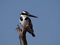 Kingfisher