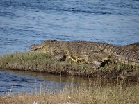 Krokodil langs Chobe river