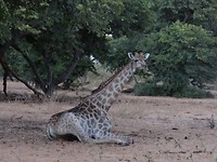 Giraffe Chobe national park
