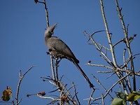 Lorre Etosha