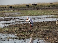 Maribu en buffels Chobe river
