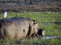 Nijlpaard Chobe river