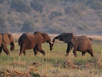 Olifanten Chobe river
