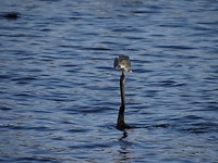 Snake bird met gevangen visje