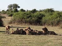 Troep leeuwen eet buffel