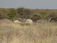 Witte neushoorn Etosha