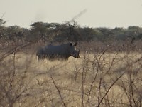Zwarte neushoorn Etosha