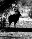Kudu mannetje