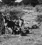Kudu vrouwtjes