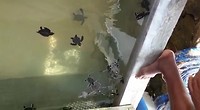 Kleine schildpadjes