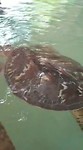 Schildpadboerderij