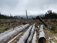 Glenmore Forest Park