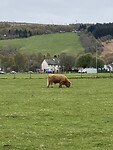 De enigste Schotse Hooglander in Drumnadrochit