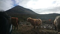 De Schotse Hooglanders