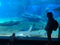 IMG-20180405-WA0012