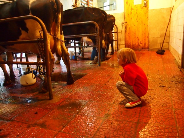 De koe in de kont kijken, Thijn gefocussed op melkproces.... | Foto