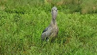 IMG-20190724-WA0002