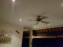 Onze salamander vriendjes aan het plafond