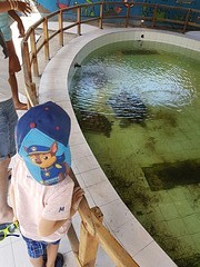 MEGA schildpadden
