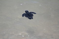 Rocky Marshall losgelaten in de zee