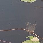 IMG_20180804_191938_261