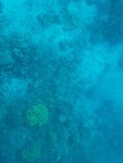 Koraal door glazen bodem van ons schip