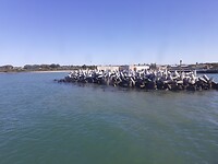 Zeehonden