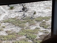 Spot de pinguïns