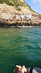 Seals bij Plettenberg bay