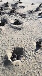 Pinguïns