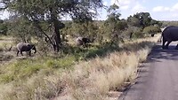 Olifanten in Kruger