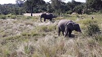 Olifanten in Kruger deel 2