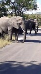 Olifanten in Kruger deel 3
